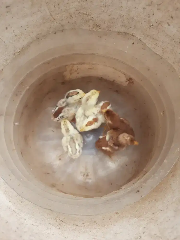 DOC ayam kampung 7 ekor