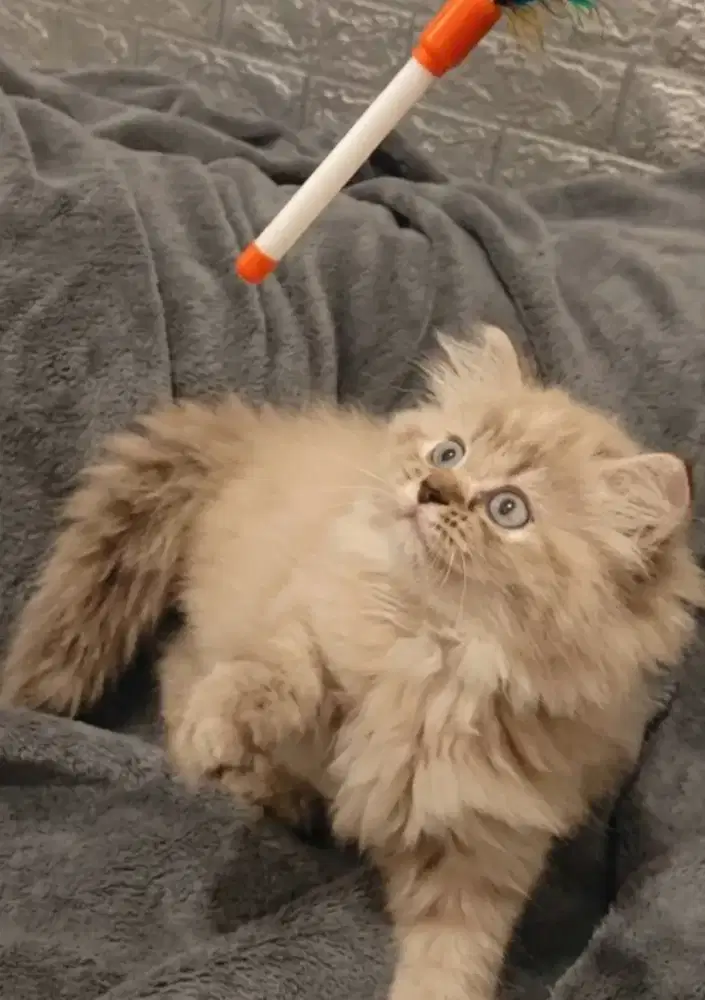 Dijual kucing ragdoll lynx point (NEGO)