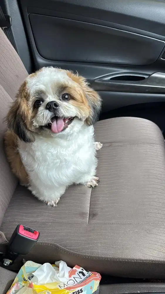 Shihtzu jantan 1 tahun