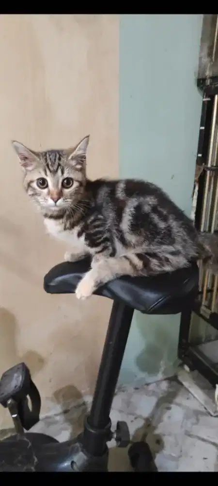 Kucing munchkin gaelic straight betina 3 bulan