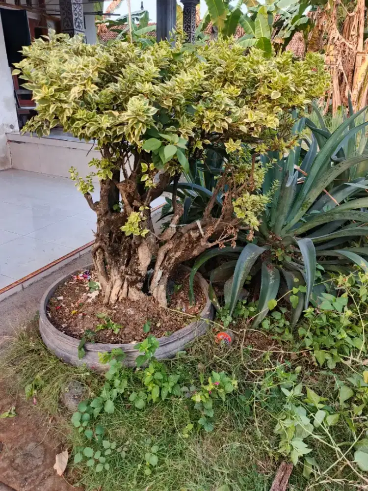 Bonsai bogenvile (singapore)