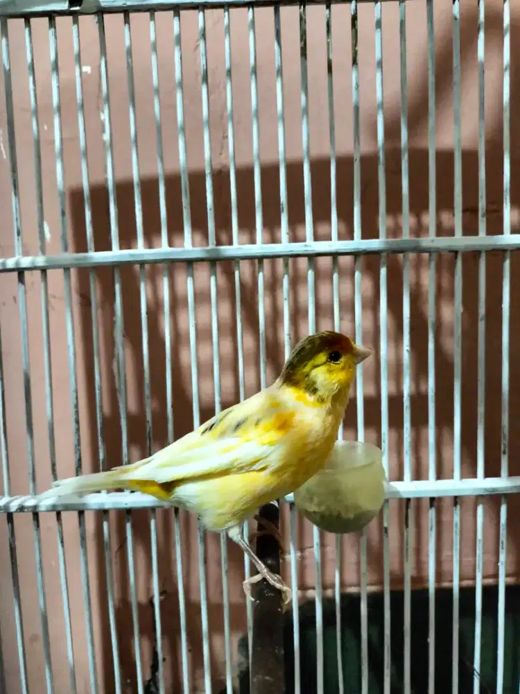 Kenari kuning putih murah