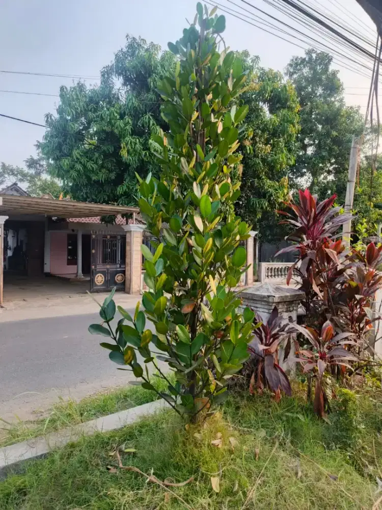 Pohon Graycia dari eropa