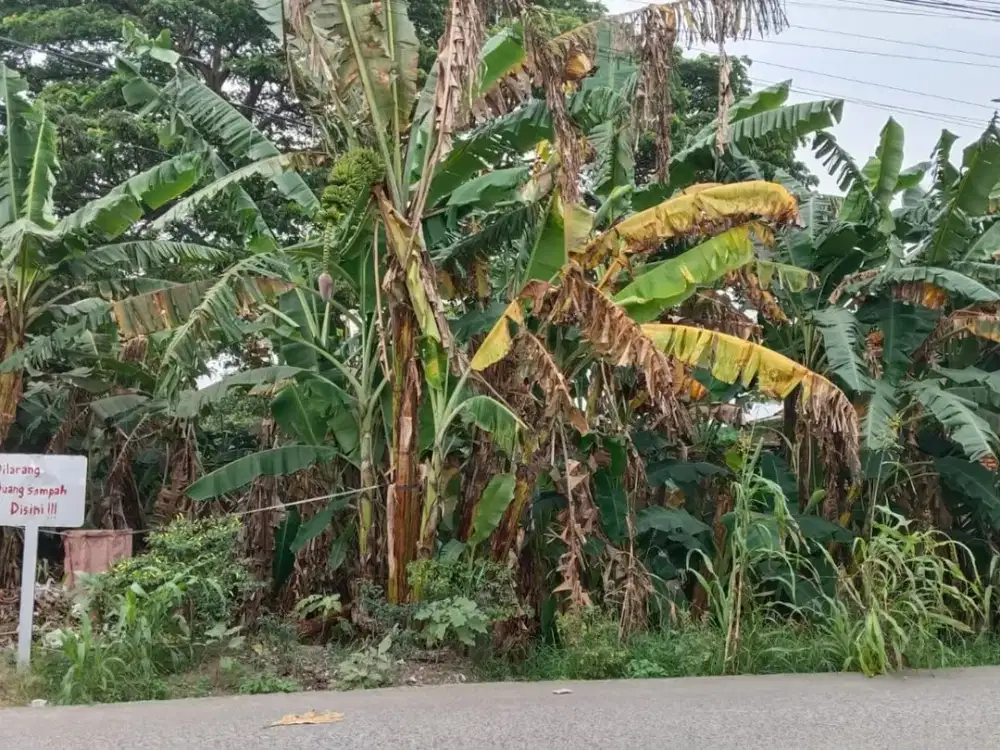 Tanah di Jln Raya Pulo Sirih, Sukajadi, Kab. Bekasi Luas 3.600 Rp 1 Jt/m SHM
