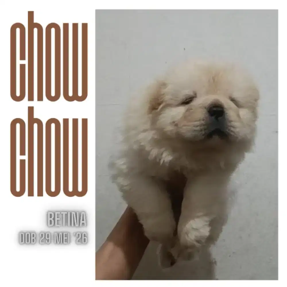 Chow Chow Puppy