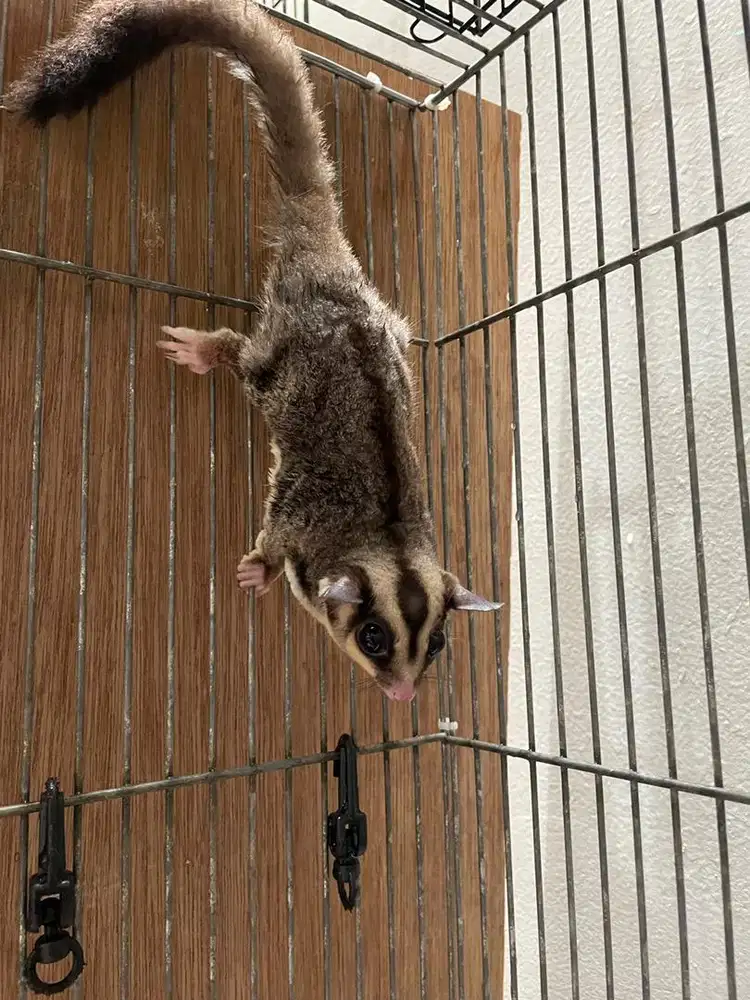 Sugar Glider Clasic Gray Jantan