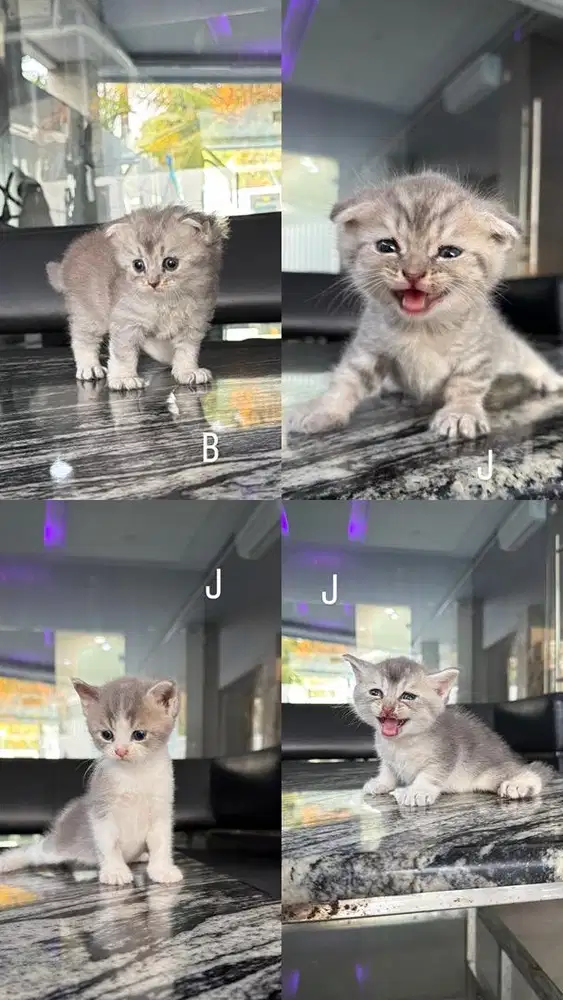 Open book anakan bsh x scottish fold