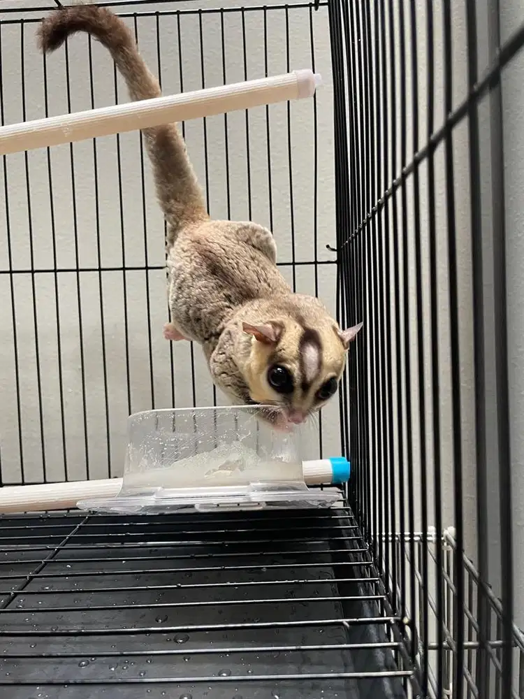 Sugar Glider Classic Gray Jantan