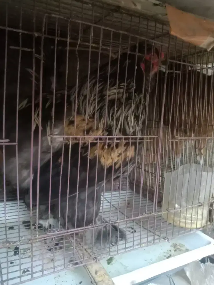 Ayam brahma muda jantan