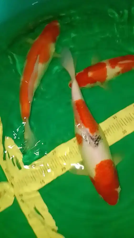 Ikan koi jenis Kohaku Sanke 30-33cm