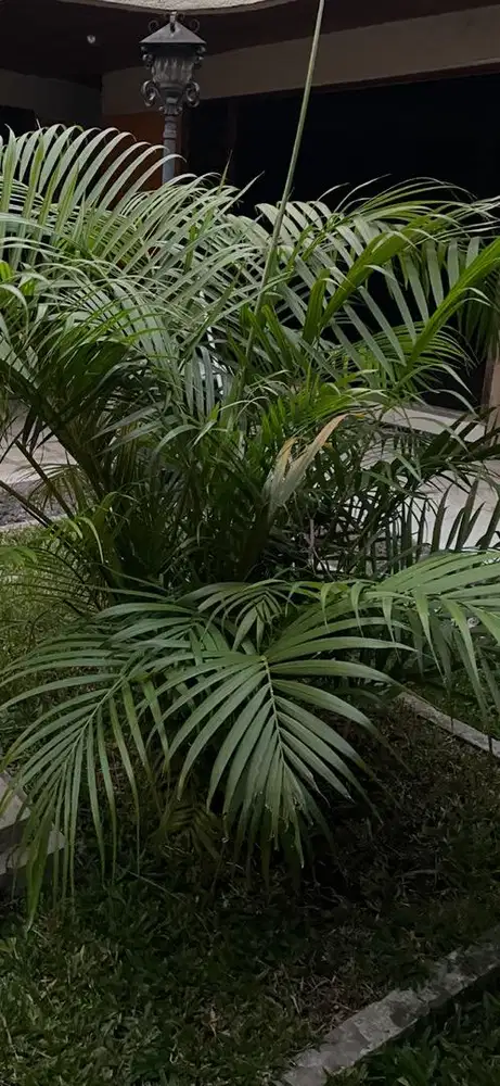Tanaman palm 2 m