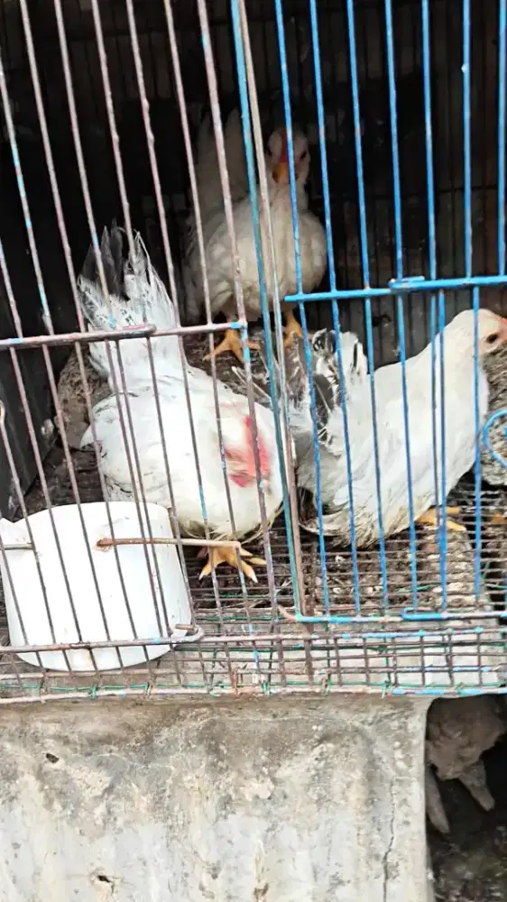 Ayam kate chabo 3 ekor