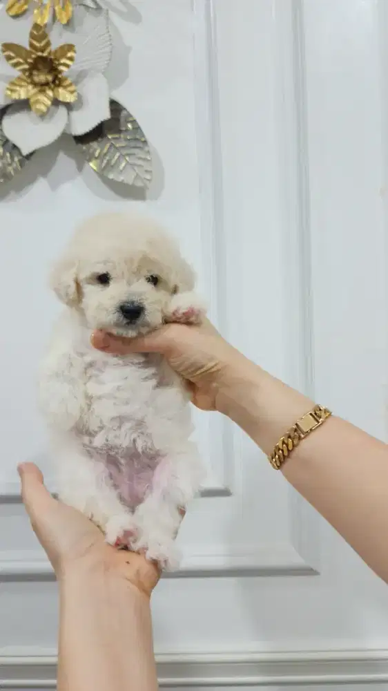 Anakan Poodle Murahhh