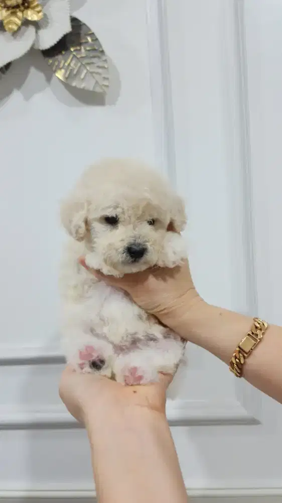 Anakan Poodle Murahhh
