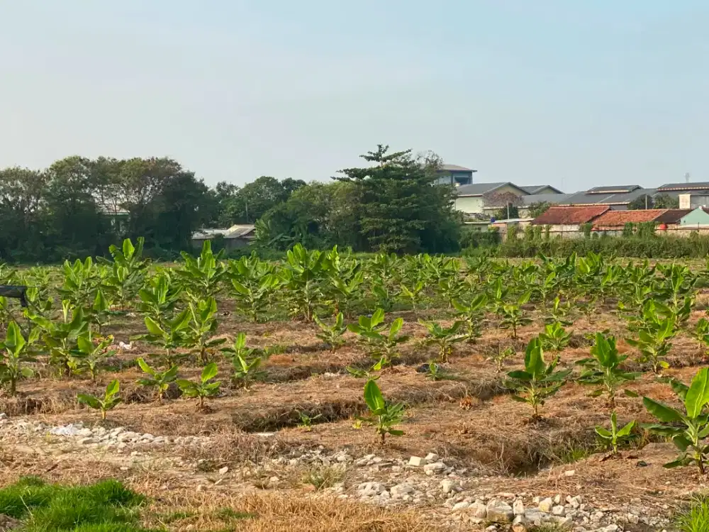 petani kebun pisang