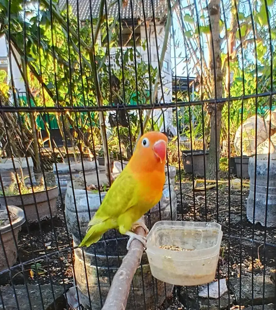 Lovebird pastel ijo