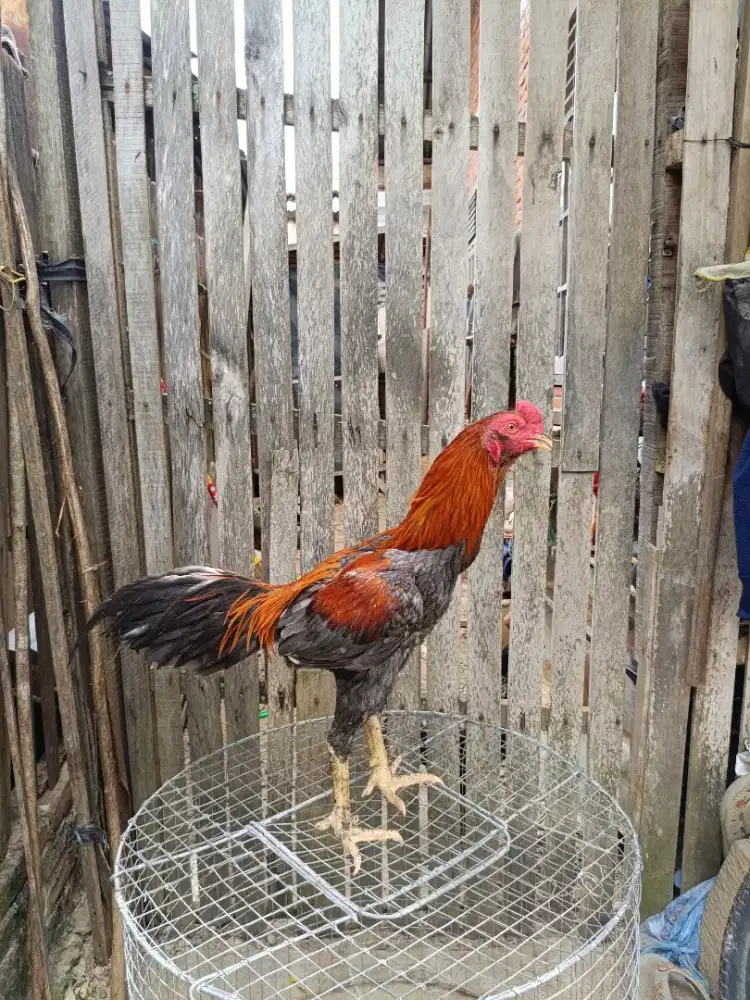 Ayam jenis BK selatan x Mangon