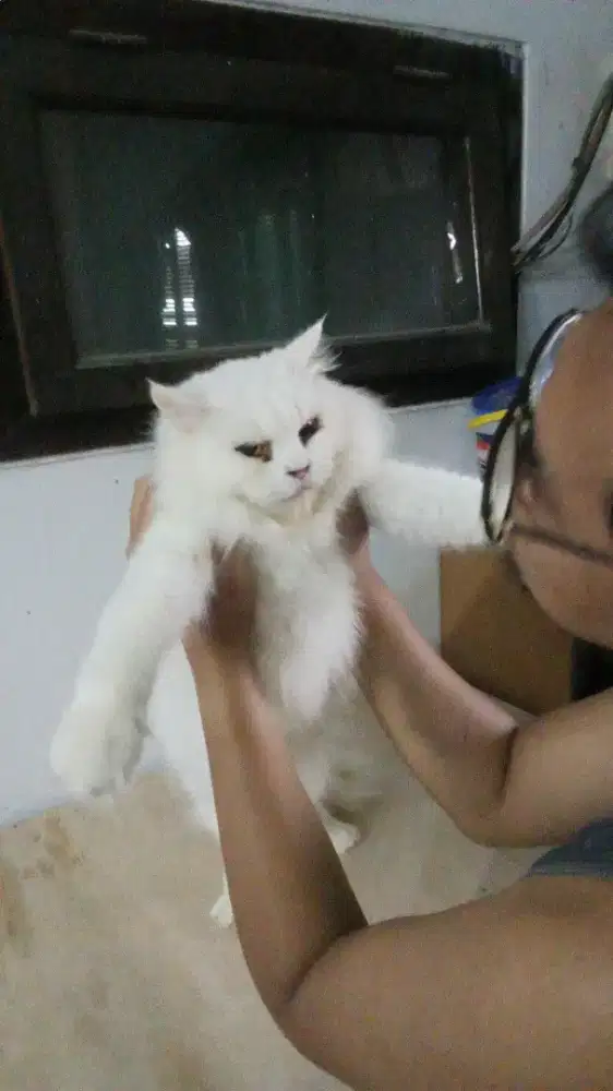 Kucinggratis monggo