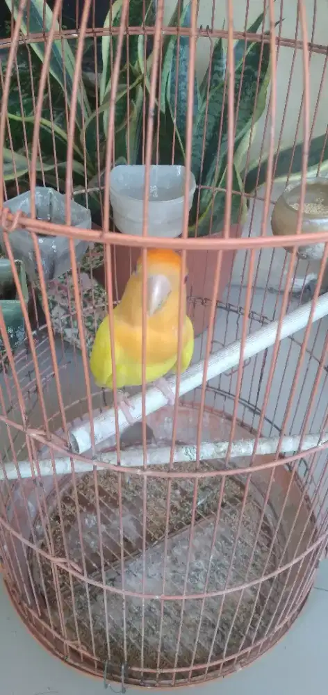 love bird opalin