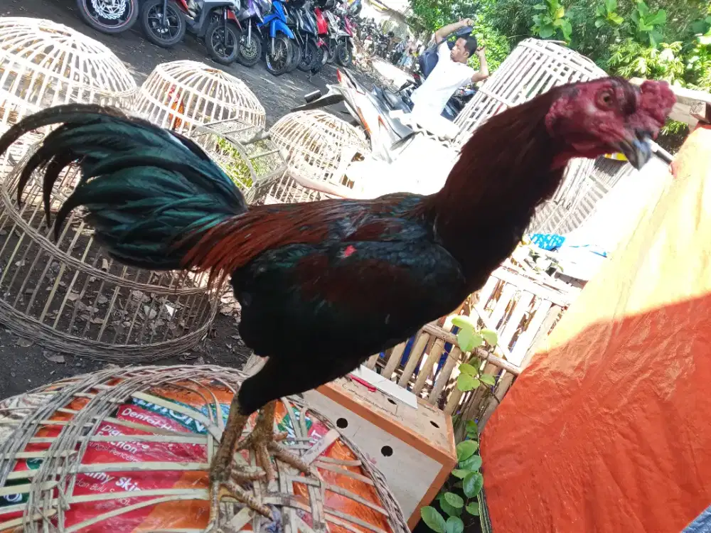 Ayam laga  2D (khoyTRADngon x pakhoy)RJF