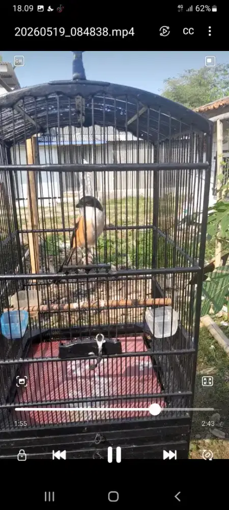 Burung cendet ring ponorogo