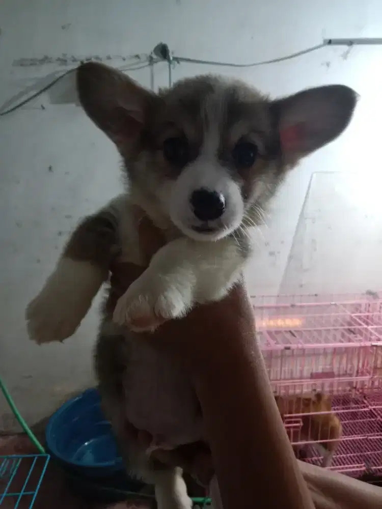 Puppies Corgi stb vaksin