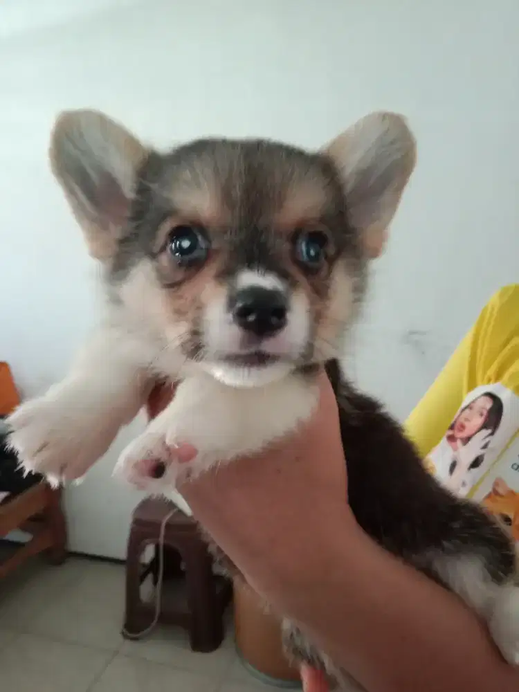 Puppies Corgi stb vaksin