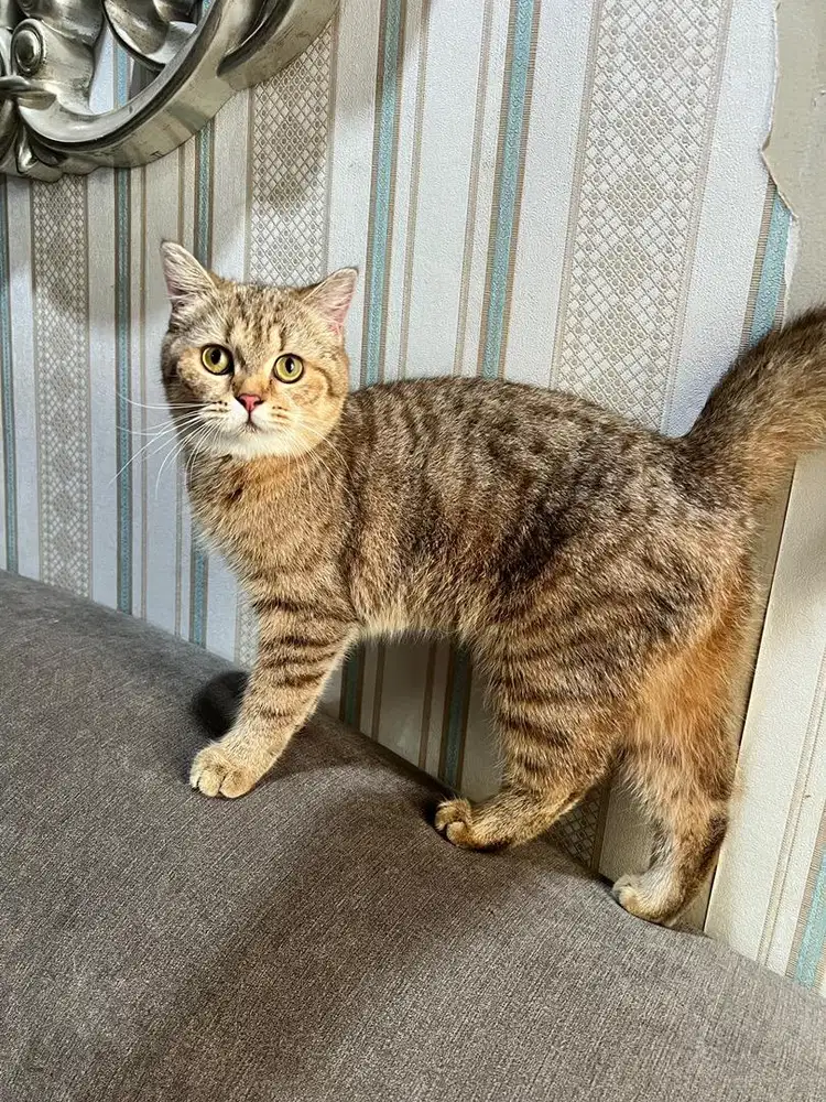 golden British short hair