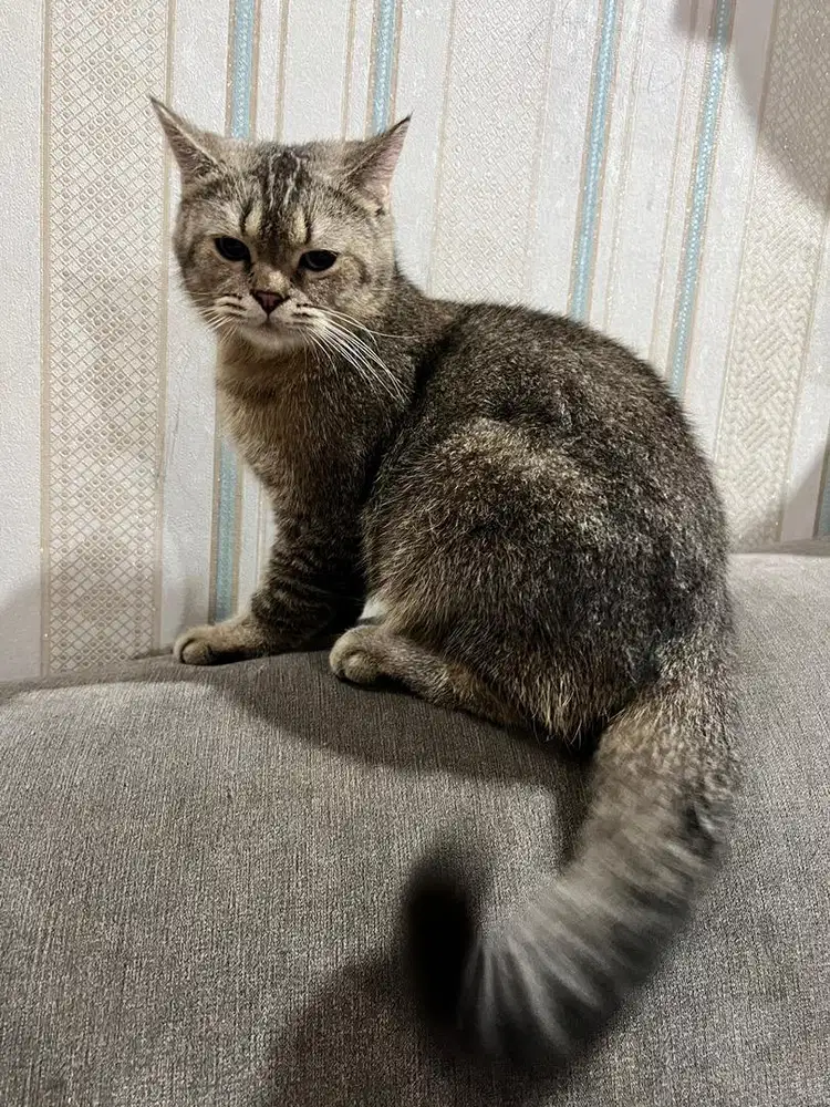 british shorthair