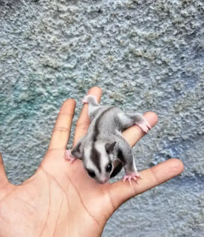 Sugar Glider Joy Usia 1 Bulan Lebih