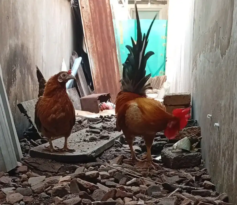 Sepasang Indukan ayam Kate