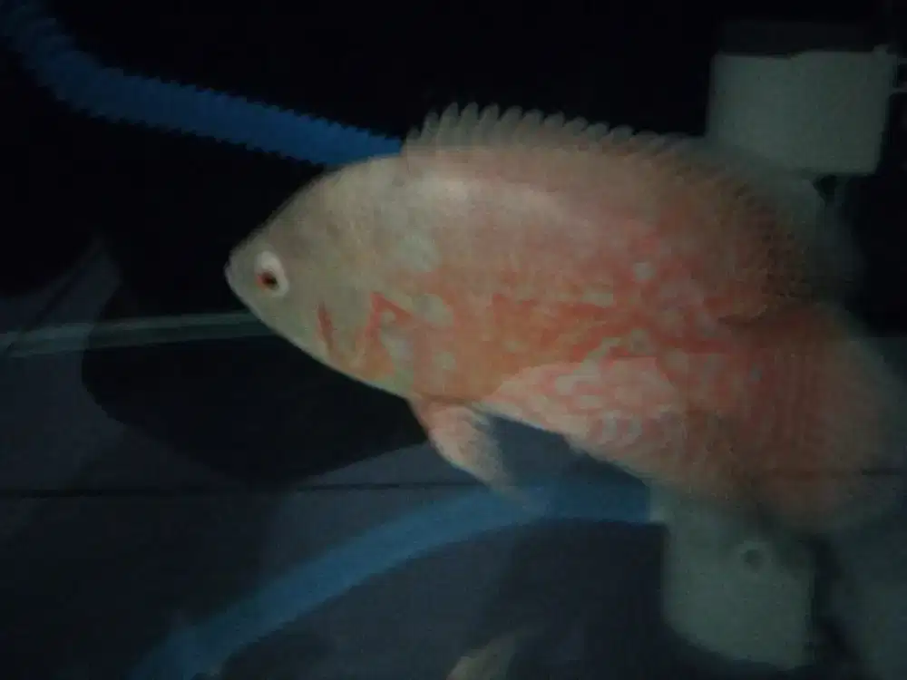 Ikan oscar nemo 17cm 200rb