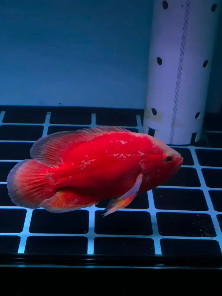 Oscar red chili minus ada hith 3 biji dikepala