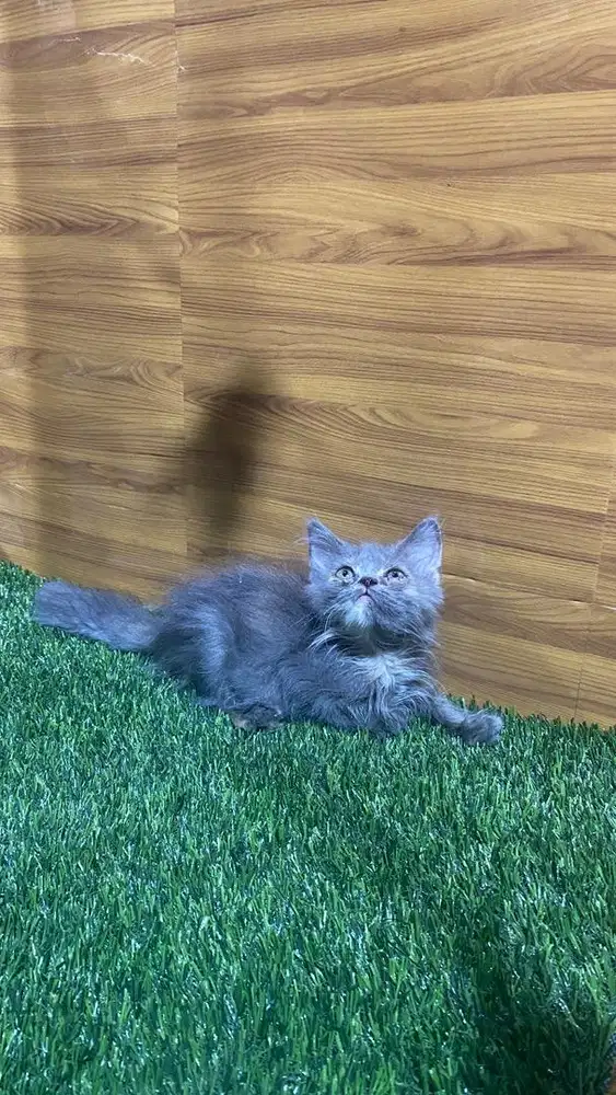 Munchkin ns abu longhair