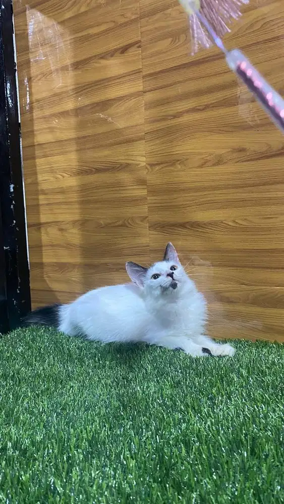 Kitten persia longhair