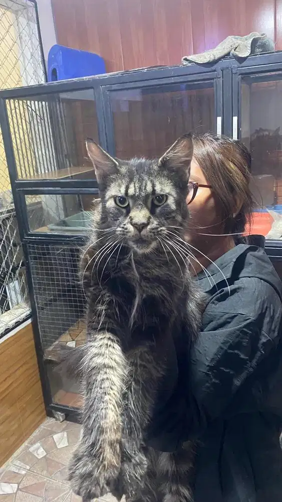 Mainecoon betina