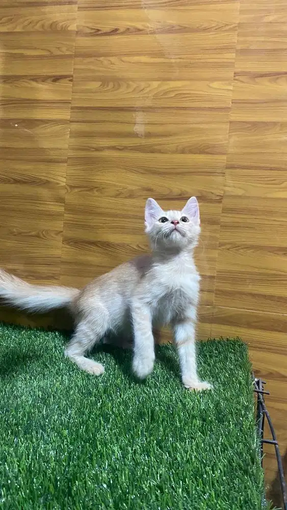 Kitten prsia oyen