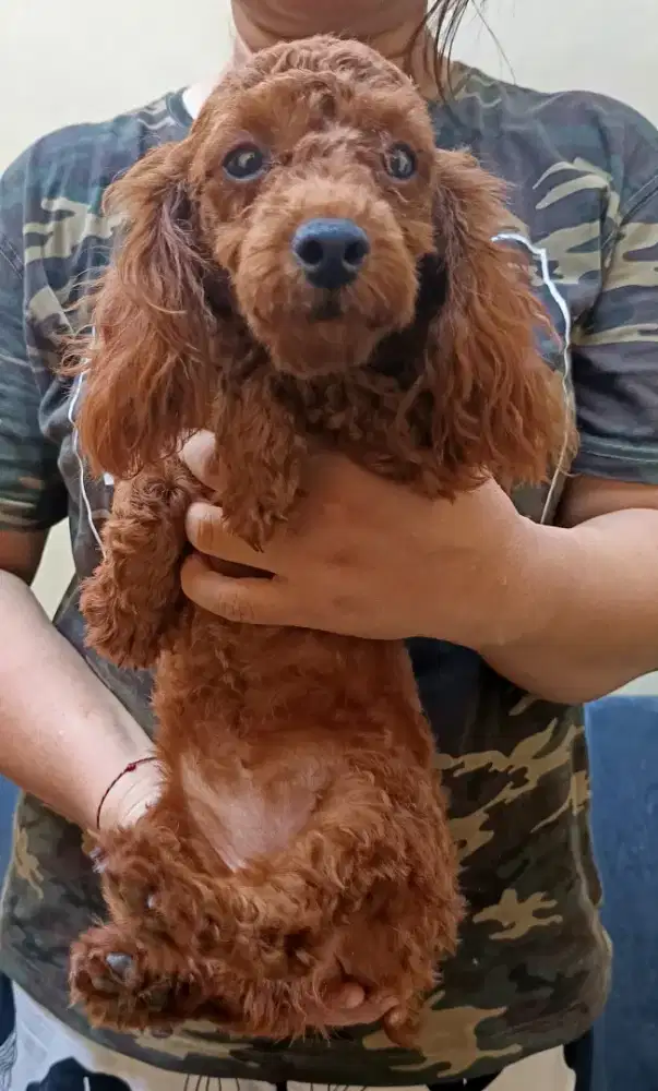 Red poddle betina stambun chip