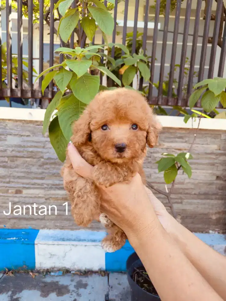 Sale Puppy Tiny Poodle