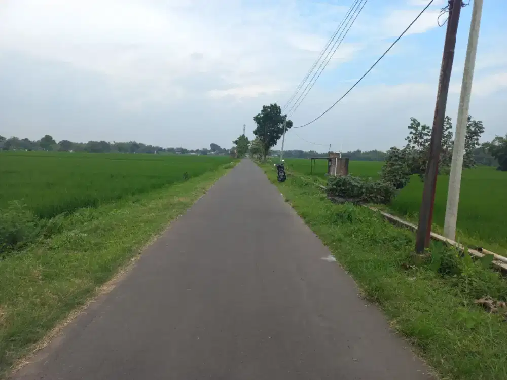 Sawah Wonolopo Tasikmadu Karanganyar