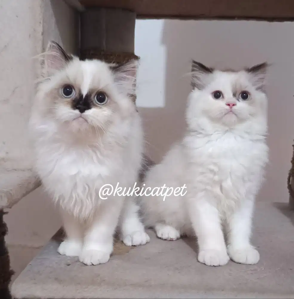 Kucing Persia Himalaya