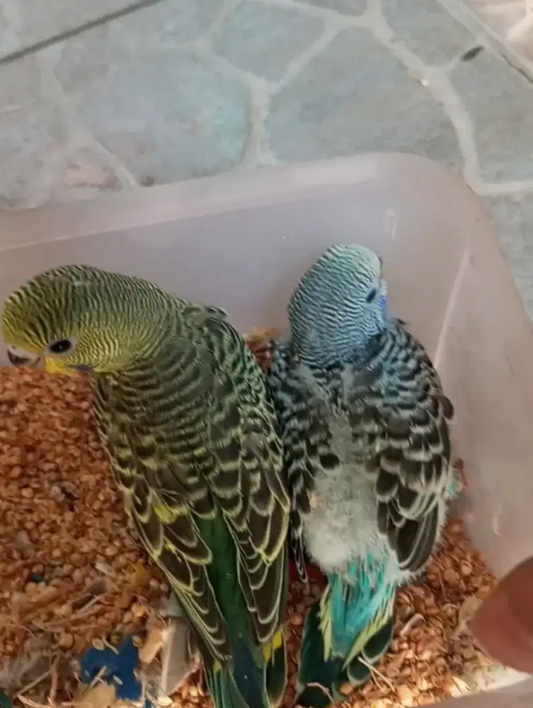 Anakan burung parkit lokal