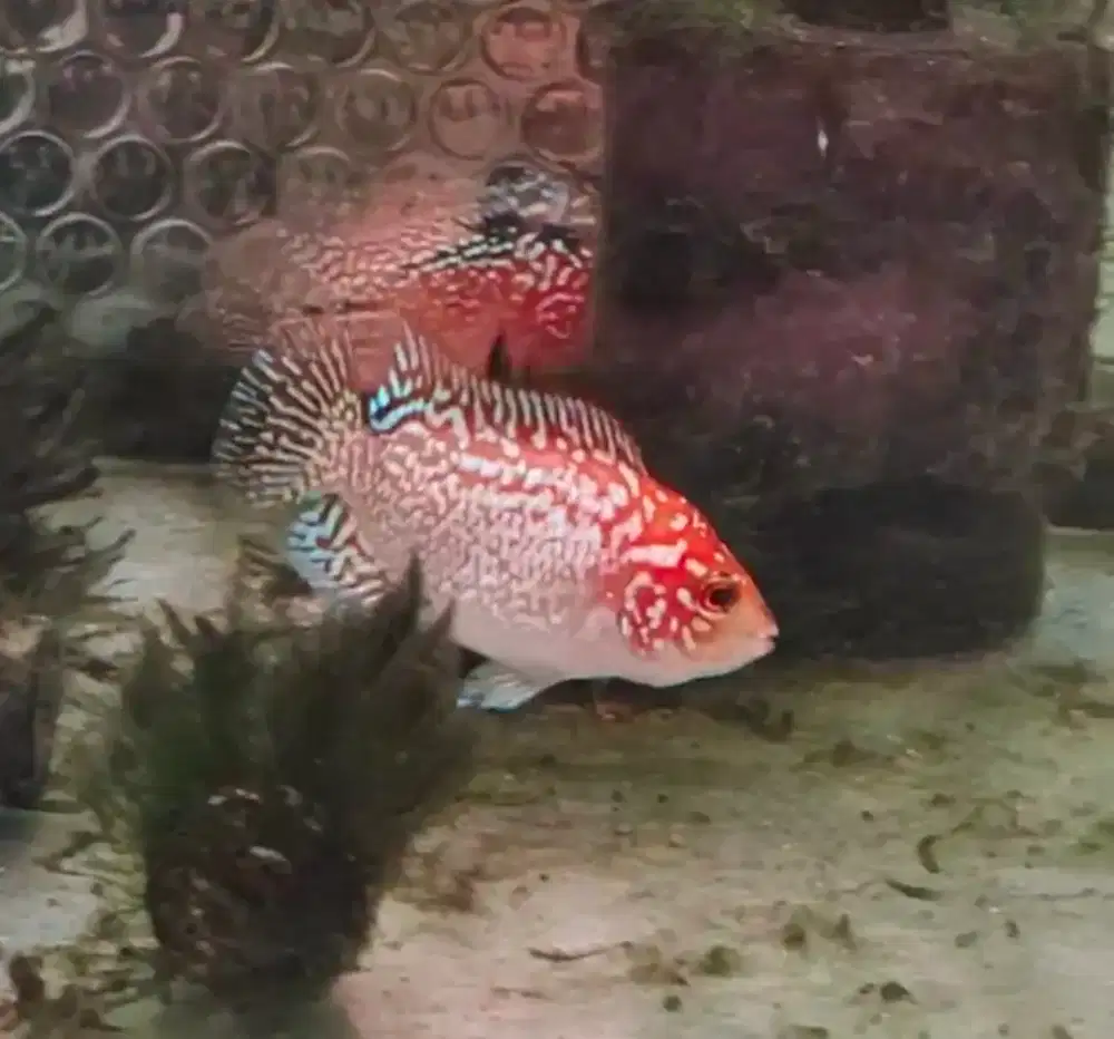 ikan lohan gb kamfa f2 Thailand 3.5cm impor super