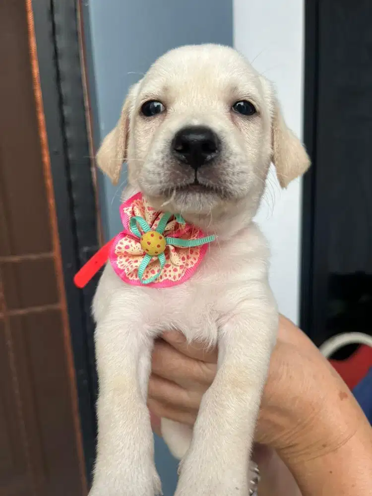 JUAL CEPAT ANAK ANJING