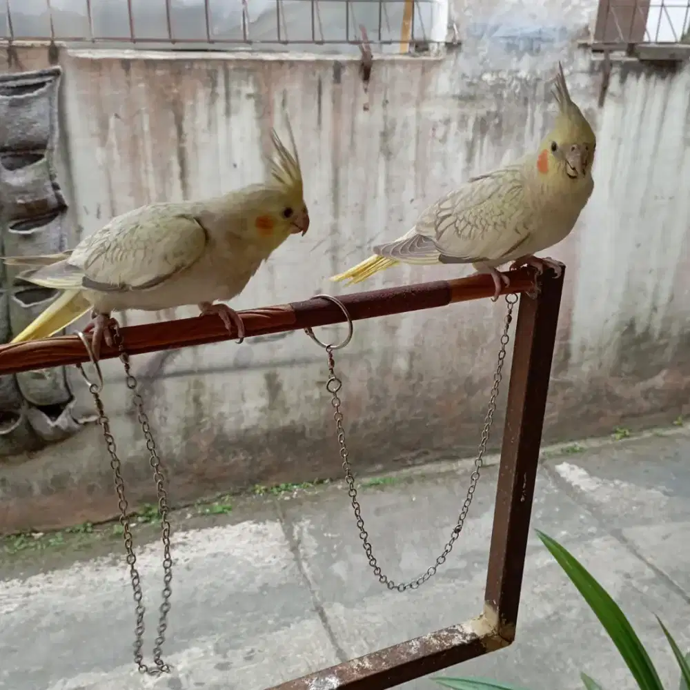 Burung Falk Parkit Australi
