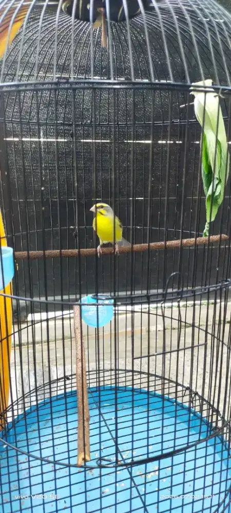 Mozambik pastol dan blackstrot