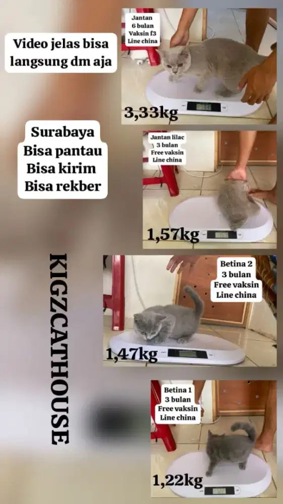 BRITISH SHORTHAIR
