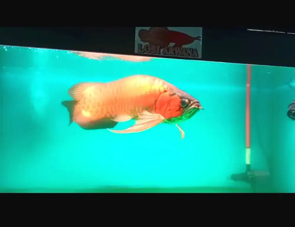 Arwana super red 60 cm