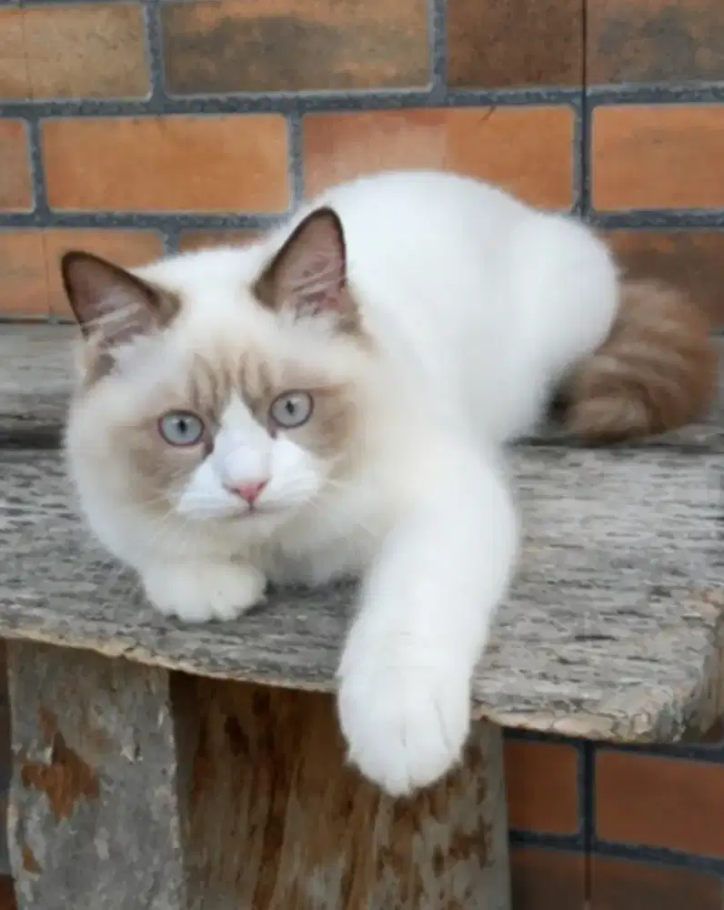 Ragdoll female simetris
