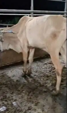 5 ekor bakalan sapi jantan 1 tahunan TB 115cm siap penggemukan qurban